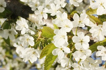 Tree with beautiful white flowers in the garden 