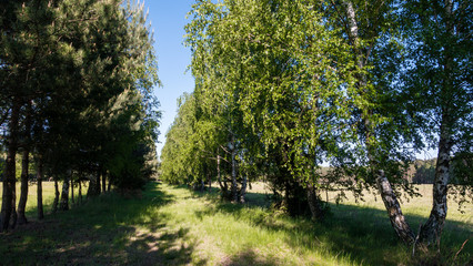 Path in the meadow between young pines and birches © RITHOR