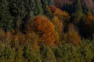 horizontal colorful photo of an autumn forest