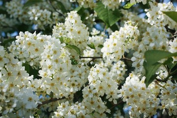 Tree with beautiful white flowers in the garden 