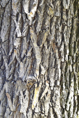 Obraz premium The bark of a thick tree. Texture. Background. Hight quality photo
