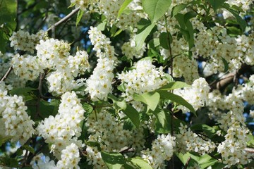 Tree with beautiful white flowers in the garden 