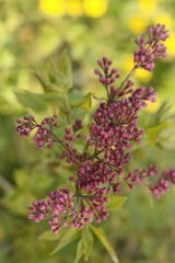 Beautiful young lilac tree in the garden 