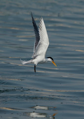 Lesser Crested Terns fishing at Busaiteen coast, Bahrain