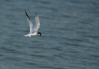 Saunders tern holding a fish in flight at Busaiteen coast, Bahrain