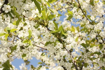 Tree with beautiful white flowers in the garden 