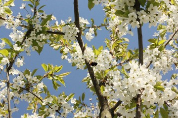 Tree with beautiful white flowers in the garden 