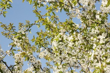 Tree with beautiful white flowers in the garden 