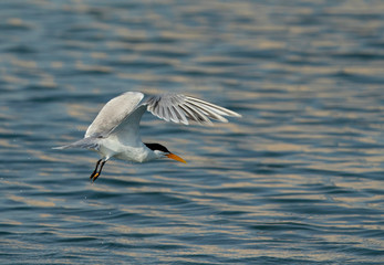 Lesser Crested Tern fishing at Busaiteen coast, Bahrain