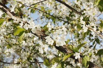 Tree with beautiful white flowers in the garden 