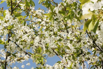 Tree with beautiful white flowers in the garden 
