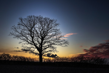 Baum Silhouette im Sonnenuntergang 