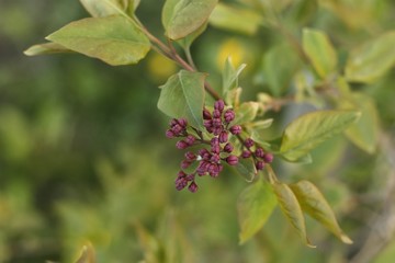 Beautiful young lilac tree in the garden 