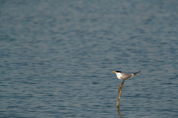 Lesser Crested Tern perched on a rod at Busaiteen coast, Bahrain
