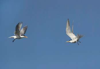 Fototapeta na wymiar Lesser Crested Terns courtship or fight in mid air at Busaiteen coast, Bahrain