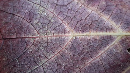 Fototapeta premium texture of wood