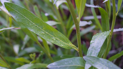 Obraz premium water drops on a leaf 16 x 9 format