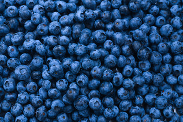 Fresh blueberry background. Texture blueberry berries close up.