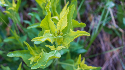 Vibrant Green Leaf Blossom 16 x 9 format
