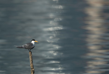 Lesser Crested Terns at Busaiteen coast, Bahrain