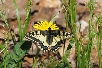 Motyl Paź Królowej
