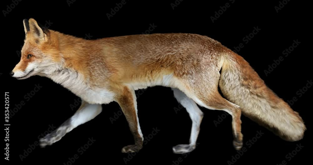 Wall mural red fox walking realistic animation. isolated animal video including alpha channel allows to add bac