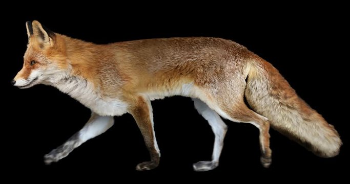 Red fox walking realistic animation. Isolated animal video including alpha channel allows to add background in post-production. Element for visual effects.