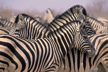 Fototapeta na wymiar African zebra herd Etosha National Park,Namibia