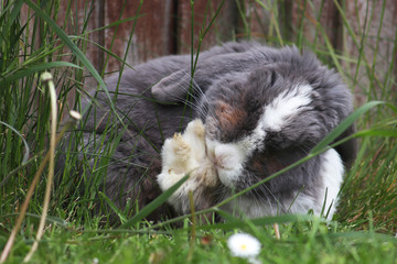 Grey and white bunny rabbit in the grass grooming his paw 