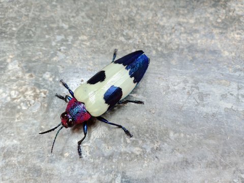 Beautiful color and pattern of Jewel beetle on cement floor background. Part of Chrysochroa buqueti. 