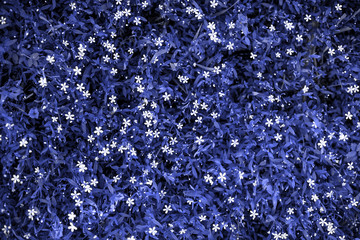 Floral natural pattern tinted in blue. Natural background, fashionable organic texture