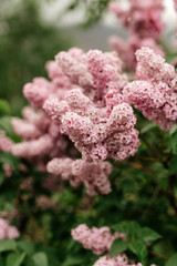 Fototapeta premium lilac blossom 