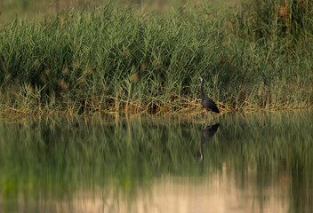 Western reef heron in its habitat at Buhair lake, Bahrain
