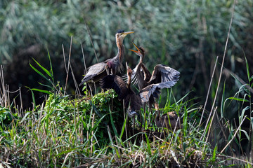 Purpurreiher (Ardea purpurea) mit Jungtieren am Nest - Purple Heron (Ardea purpurea) with...