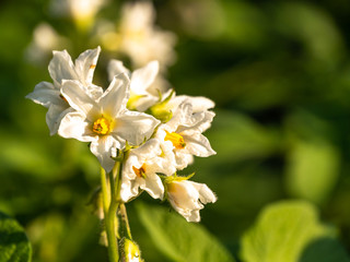 Kartoffelblüte
