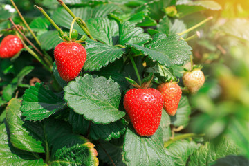 Organic Strawberry fruits and flowers in growth at the field.