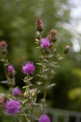 bee on a flower