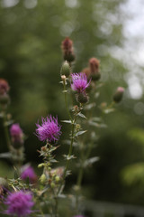 bee on thistle