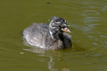 juveniler Zwergtaucher (Tachybaptus ruficollis) - Little grebe, juvenile