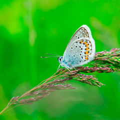 Blue butterfly in the green grass. Background