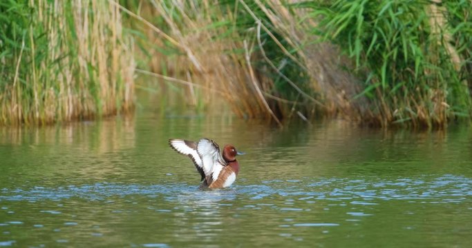 White-eyed pochard ferruginous duck or Aythya nyroca swim in summer pond