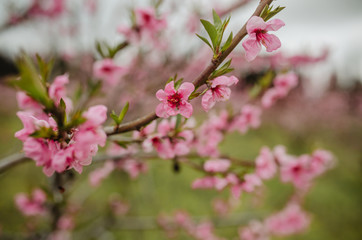 Fototapeta na wymiar Peach pink trees blossom. 