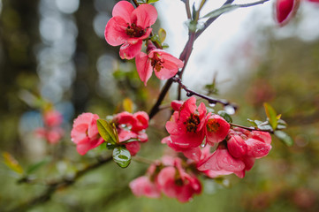 branch of a red apple blossom 