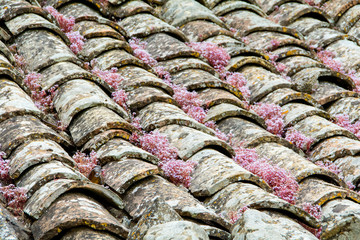 Dachziegel mit Flechten bewachsen