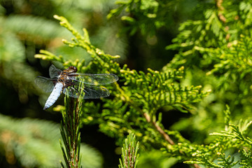 Wide-body male dragonfly (Libellula depressa) with large transparent wings and blue body. Dragonfly sits on pine. Blurred green background. Selective focus. Close-up. Evergreen landscaped garden.