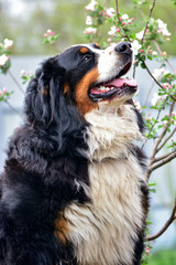 Portrait of a large beautiful Bernese Mountain Dog breed on a walk.