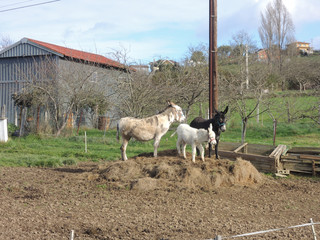 Donkeys in Soto del Barco. Asturias. Spain