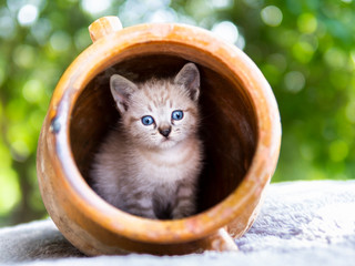 Cría de gato dentro de un recipiente de cerámica.