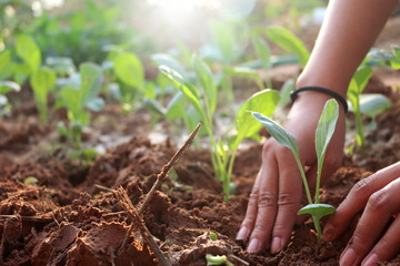 hands of women grow vegetables for health