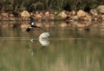 Black-winged Stilt pushing a egret for protecting its chicks at Buhair lake, Bahrain